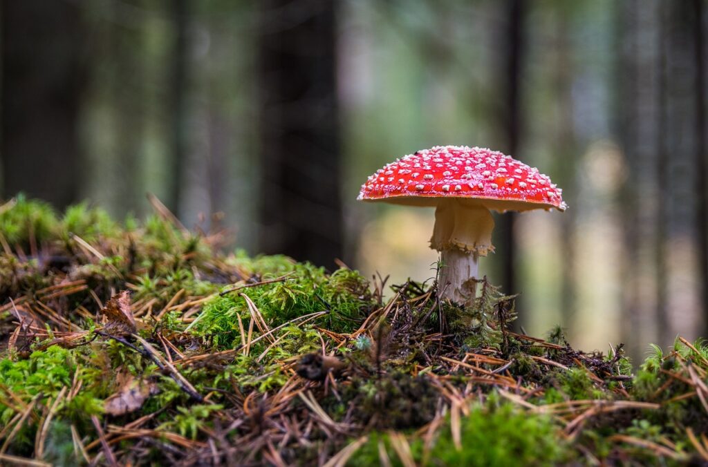 Photo d'un champignon dans les bois